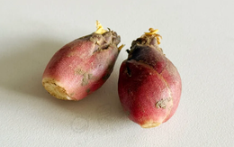 Loại “nhân sâm châu Á” trên mâm cơm của người Nhật nhưng ít người Việt biết tới, thật đáng tiếc!