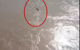 Thấy "thủy quái" bơi vùn vụt qua sông, chuyên gia nói: Đây là loài vật quý tới mức được quốc gia bảo vệ