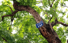 Loài cây tại Việt Nam được ví như ‘báu vật lộ thiên’: Quý đến mức nào mà suýt biến mất?