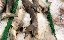 Bất ngờ thịt loài cá mập cực kỳ nguy hiểm xuất hiện trên kệ siêu thị