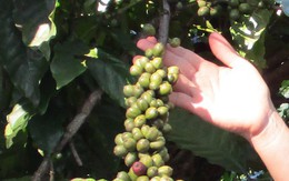 Giá cà phê hôm nay 15-9: Đầu tuần có tăng tiếp?