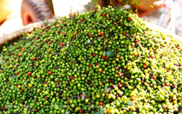 Giá tiêu hôm nay 15/9: Ổn định, cao nhất 151.000 đồng/kg