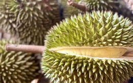 Trung Quốc tiếp tục tăng kiểm tra an toàn thực phẩm, nhất là sầu riêng