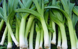 Đừng bỏ lỡ: 3 loại rau củ rẻ tiền nhưng là "kho kháng sinh tự nhiên" cho cả nhà