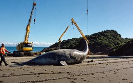 Thấy "thủy quái" bất động trên bãi cát, chuyên gia nói: Đây là loài vật cực hiếm, thế giới mới gặp 7 lần