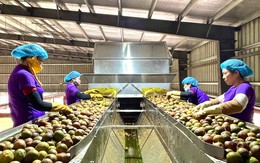 Từ phụ phẩm bỏ đi thành “mỏ vàng tím” đầy tiềm năng: Chỉ tận dụng 10% cũng có thể kiếm hàng chục triệu đô