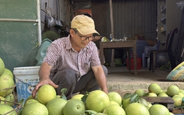 Đặc sản ‘tiến vua’ được mùa, được giá, người dân đếm cây thu tiền triệu mỗi ngày