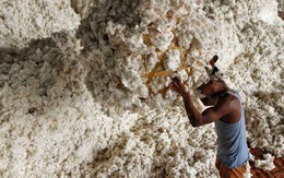 Xuất khẩu sang Trung Quốc trượt dốc 90%, Mỹ ồ ạt đưa một mặt hàng vào Việt Nam với giá siêu rẻ, nước ta tiêu thụ 1,5 triệu tấn/năm