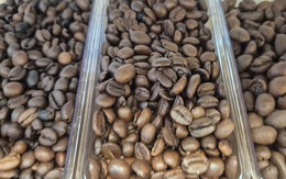 Giá cà phê hôm nay 16-9: Tăng như mơ