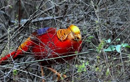 Phát hiện "phượng hoàng" ẩn nấp sau nhà dân, chuyên gia nói: Đây là loài vật quý giá được quốc gia bảo vệ
