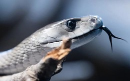 Phát hiện bất ngờ từ loài rắn nguy hiểm nhất hành tinh