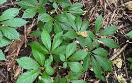 Loại cây chỉ có ở Việt Nam, được coi là “quốc bảo”, củ có giá hàng trăm triệu đồng: Có thể phòng ung thư