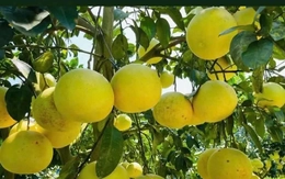 'Đệ nhất danh quả' vào vụ thu hoạch