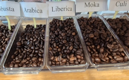 Giá cà phê hôm nay 17-9: Giảm nhẹ, cà phê Brazil khó sang Mỹ, đổ sang EU