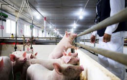 Nông nghiệp Hòa Phát chính thức nộp hồ sơ IPO, tối đa 30 triệu cổ phiếu bán giá không thấp hơn 11.887 đồng/cp