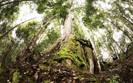 Ẩn sâu trong đại ngàn, “báu vật sống” của Việt Nam đứng trước nguy cơ biến mất