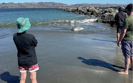 Phát hiện "thủy quái" khổng lồ trôi dạt vào bờ, chuyên gia khẳng định: Loài này mới chỉ tìm thấy năm 2017