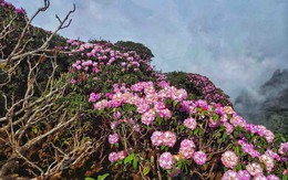 'Nóc nhà Đông Dương' có một “báu vật” đặc hữu trăm năm tuổi, được mệnh danh là “nữ hoàng sơn cước”