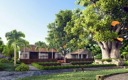 Bill Nguyễn Bonsai Garden – Nối dài di sản cây Việt trường tồn