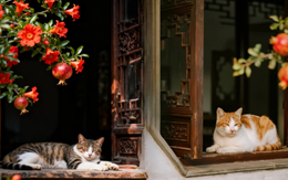 Tại sao người xưa tin rằng trồng cây lựu trước nhà sẽ sinh con đàn cháu đống, tiền tài viên mãn?