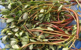 Loại rau mọc dại nhưng được ví như “rau trường thọ”: Giàu omega-3 hiếm thấy, bổ tim mạch, giá rẻ, dễ nấu