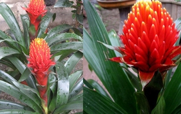 Ban công trồng 1 trong 5 cây này – 9/10 gia đình đều khỏe mạnh, tiền không hao hụt