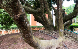 Hóa ra người giàu thích trồng 3 loại cây này còn hơn cả hoa: Vừa sang vừa dễ chăm, còn hút may mắn đầy nhà