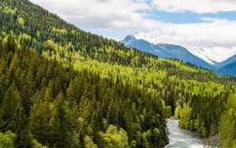 Gỗ Canada mở ra tiềm năng mới cho các nhà sản xuất Việt Nam