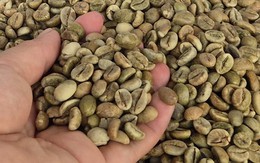 Giá cà phê hôm nay 19-9: Giá cà phê tại Mỹ phá kỷ lục
