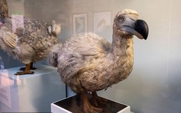 Bước đột phá lớn trong nỗ lực phục sinh loài chim tuyệt chủng 300 năm