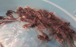 Báu vật sông Hồng: Được mệnh danh là “vua cá nước ngọt”, thế giới chỉ 4 nước có