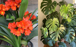 8 loại cây trấn nhà giữ của: Hít một hơi thấy khỏe, mở mắt đã thấy Thần Tài ghé thăm!