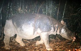 Sinh vật lai từ 48 năm trước trở thành "cứu tinh" cho loài quý hiếm bậc nhất, cả thế giới chỉ còn đúng 2 cá thể: Giới khoa học mừng "phát khóc"