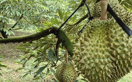 Giá "sầu riêng VIP" lên tới 115.000 đồng/kg, hàng lỗi chỉ 20.000 đồng