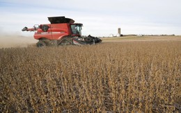 Trung Quốc quay lưng với loại 'hạt vàng', nông dân Mỹ điêu đứng vì đơn hàng đóng băng, chạy đua với thời gian tìm bạn hàng thay thế, canh cánh như 'đi trên dây'