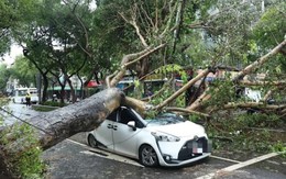 Chiếc Maybach đỗ trước biệt thự hàng xóm bị cây đè hỏng, chủ xe đòi bồi thường 667 triệu đồng nhưng bị từ chối, tòa án tuyên bố: “Anh phải tự chịu 80% trách nhiệm”