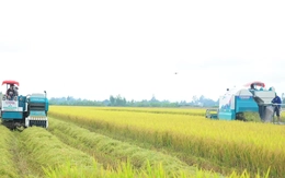 'Bài học xương máu' nhìn từ vụ kiện gạo Việt Nam ngon nhất thế giới