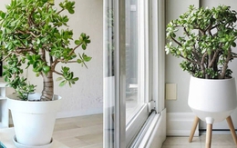 Người xưa truyền lại: Đặt chậu cây ở góc này trong nhà thì tiền bạc lúc nào cũng đầy