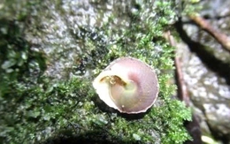 Bên trong hang động lớn nhất hành tinh, các nhà khoa học Việt Nam phát hiện “kho báu sống” mới