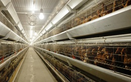 Bùng nổ IPO sau nhiều năm lặng sóng