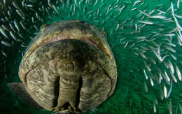 Ngư dân tình cờ bắt được "thủy quái" nặng 150kg: Chuyên gia nói hiếm gặp đến mức cả đời chỉ thấy một lần