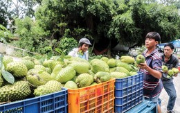 Việt Nam sở hữu loài cây “đổi đời” nông dân thu tiền tỷ mỗi năm