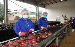 Một ngành hàng của Việt Nam công bố con số kỷ lục gần 1,3 tỷ USD, Trung Quốc có đóng góp lớn