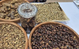 Giá cà phê hôm nay 21-9: Chạm đáy tuần, xuất khẩu cà phê sang Mỹ tăng đột biến