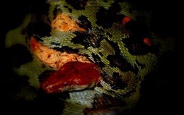 Loài rắn to lớn như trăn ở Việt Nam: Dài tới hơn 2 mét, hàng chục năm khảo sát chỉ gặp được vài cá thể