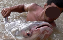 Báu vật sông Mê Kông: Được mệnh danh là “thủy quái” nước ngọt lớn nhất thế giới