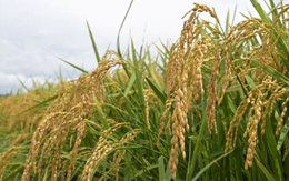 Buồn của nền kinh tế lớn thứ 4 thế giới:  Nhập khẩu gạo tăng gấp 200 lần vẫn không thể giảm giá, người dân chỉ ưa chuộng gạo nội địa