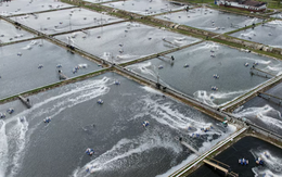 Một đặc sản tỷ đô của Việt Nam được Mỹ, châu Âu đua nhau mua hàng: Vừa thu về 1.4 tỷ USD, cả thế giới tranh nuôi nhưng chỉ nước ta thắng lớn