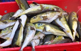 Loại cá độc hơn xyanua gấp 275 lần: Nhiều người vẫn chủ quan bắt về ăn