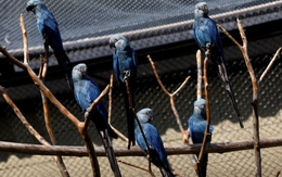 26 con vẹt gây tranh cãi toàn cầu